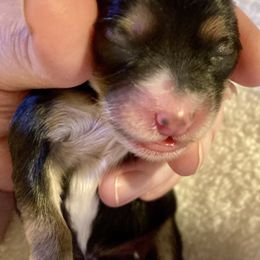 Maltipoo, Morkie, and Yorkipoo Puppies from Danza Bolo
