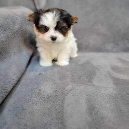 Junior - Parti male Yorkshire Terrier puppy in Middleton, Idaho from Rocky Mountain Yorkies