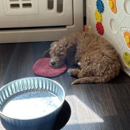 Bernedoodle and Goldendoodle Puppies from Wroth's Paws