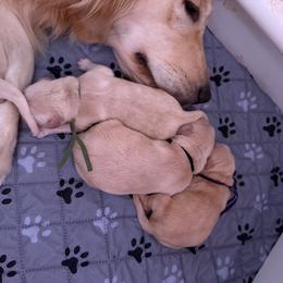 Mr Purple - Casper - Golden male Golden Retriever puppy in Umatilla, Florida from AT Marvelous Kennels (AKA AT Marvelous Pet Services)
