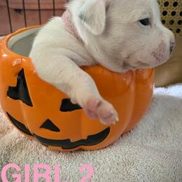 Staffordshire Bull Terrier Puppies from 1LoveStaffies-Hawaii