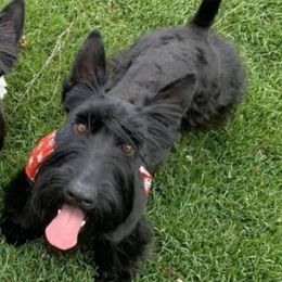 Jock - Scottish Terrier
