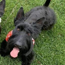 Jock - Scottish Terrier
