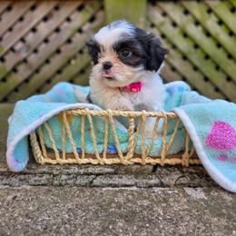 Poodle, Shichon, Shihpoo, Shih Tzu, and Shorkie Puppies from Ever After Tails