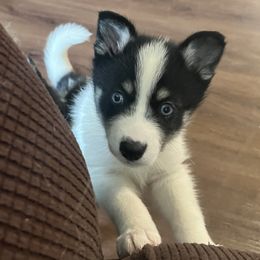 Pomsky Puppies from Farrah's Pomskies