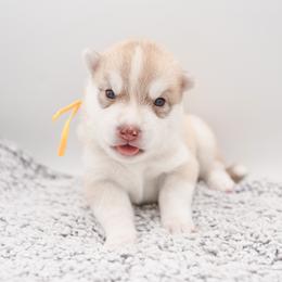 Chisolm - Red and white male Siberian Husky puppy in Meadow Vista, California from Thistle Hill Siberians