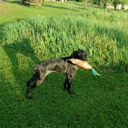 Zeza - German Shorthaired Pointer