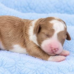 Pumpkin - Red male Cavapoo puppy in Floyd, Virginia from Hearts and Paws Poodles and Doodles