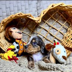 Maverick - Dapple male Dachshund puppy in Tucson, Arizona from Ritzi’s Doxies