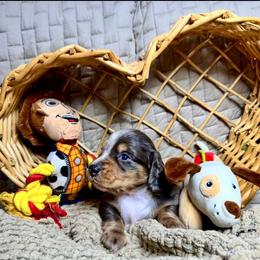 Maverick - Dapple male Dachshund puppy in Tucson, Arizona from Ritzi’s Doxies
