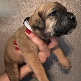 Fawn 2- Gray Collar - Fawn male Cane Corso puppy in Compton, California from Urban League Cane Corso