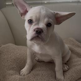 Pinkie - Cream female French Bulldog puppy in Clayton, California from Frenchie Luvbugs