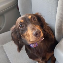 Dachshunds from Shannon Dachshunds