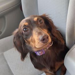 Dachshunds from Shannon Dachshunds