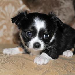 Chihuahua Puppies from Happy Little Chihuahuas