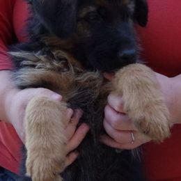 German Shepherd Puppies from Shield Kennels LLC