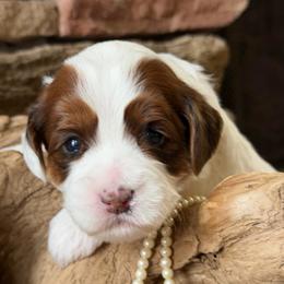 Copper (Black Collar) - Tri-color female Australian Labradoodle puppy in Mount Gilead, North Carolina from Tillery Labradoodles