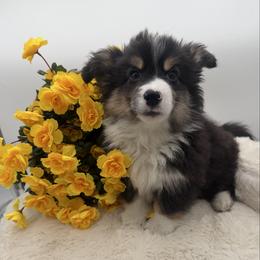 Memphis - Black and tan male Pembroke Welsh Corgi puppy in Minooka, Illinois from Lucky J Corgis