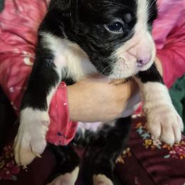 Rocko - Brindle male Boxer puppy in Pine River, Wisconsin from Jenks Boxers