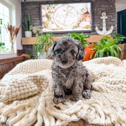 J ..A ..C ..K - Merle male Shihpoo puppy in Hooper, Utah from Anchor Dogs