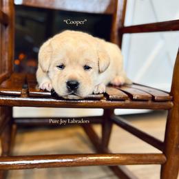 Cooper - Yellow male Labrador Retriever puppy in Cinebar, Washington from Pure Joy Labradors