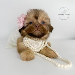 Ebellin - Cream and white female Shih Tzu puppy in League City, Texas from Divine Pups
