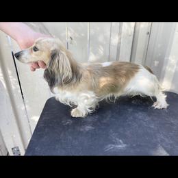 Norman - Dachshund