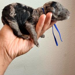 Cabo Verde - Merle male Goldendoodle puppy in Houston, Texas from Were The Mack'Doodles