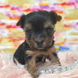 Harper - Blue and gold female Yorkshire Terrier puppy in Monticello, Iowa from Ashley’s Puppies