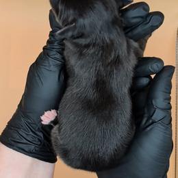 Jasmine3Boy7- BTM,NBT, blue eyes likely, CHIC-OFA-DNA-AKC Titled Parents - Black tri-color male Australian Shepherd puppy in South Hill, Virginia from Silverside Aussies LLC