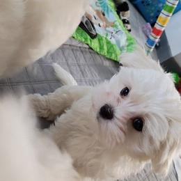 Baby boy 2 - White male Maltese puppy in Albuquerque, New Mexico from SugarBellsMaltese