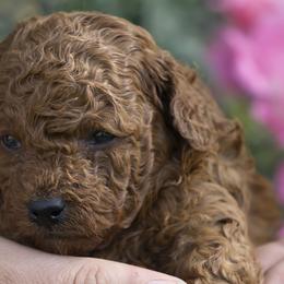 Poodle Puppies from Southern Girls Poodles
