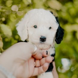Flipper - Black and white male Sheepadoodle puppy in Patterson, California from Dooling Doodles