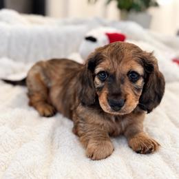 Kanan - Red male Dachshund puppy in La Marque, Texas from For the Love of Doxens