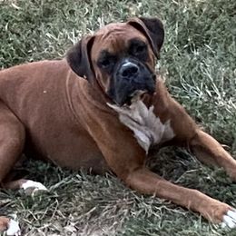 Chance - Boxer