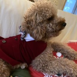 Frank - Goldendoodle