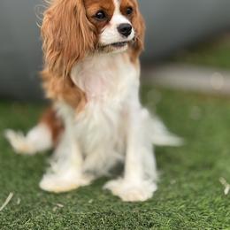 Cavalier King Charles Spaniel Puppies from Hill country cavaliers