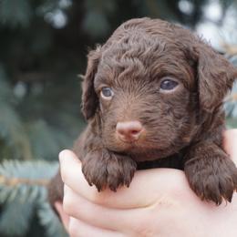 Fudge - Phantom male Poodle puppy in Caldwell, Idaho from Treasure Valley Poodles