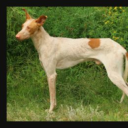 Calypso - Ibizan Hound