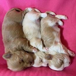Girl 1 - Red female Havanese puppy in Hillsboro, Virginia from Bella Dulce