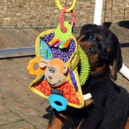 Rottweiler and Shetland Sheepdog Puppies from Mountain High Kennels