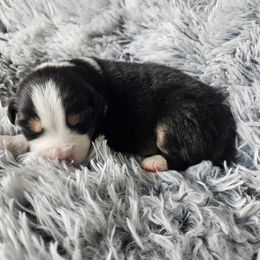 CKC Niko - Australian Shepherd puppy from Ashe's Aussies