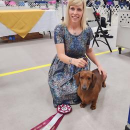 Mason - Dachshund