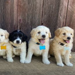 Aussiedoodles, Goldendoodles, and Labradoodles from Haaspawz