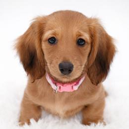 Arendelle- AKC Import Lines - Cream female Dachshund puppy in Coweta, Oklahoma from Sunnyside Dachshunds