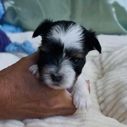 Akc Timone - Black tan and white male Biewer Terrier puppy in Cartersville, Georgia from Alpha Tiny Paws