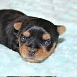 Charlie - Black and tan male Yorkshire Terrier puppy in Boston, Massachusetts from Little Yorkes of Boston