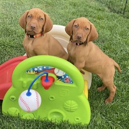 Vizsla Puppies from Utah Vizsla’s