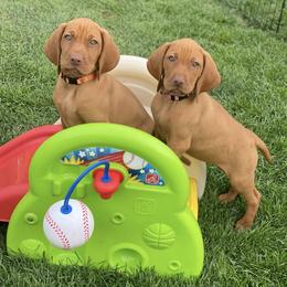 Vizsla Puppies from Utah Vizsla’s