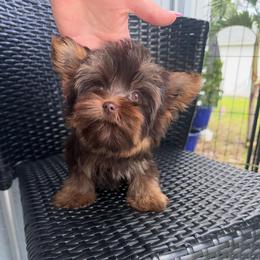 Cinnamon King 2.2 pound - Chocolate, tan and white male Yorkshire Terrier puppy in Cape Coral, Florida from Katherine’s Yorkies and Poodles